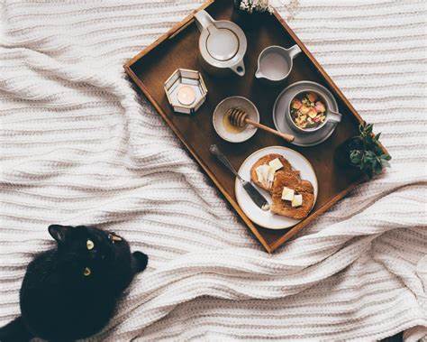 Les aliments toxiques pour les chats : ce qu’il ne faut surtout pas leur donner